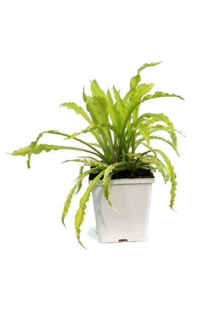 Саджанець хости Паті Стрімерс